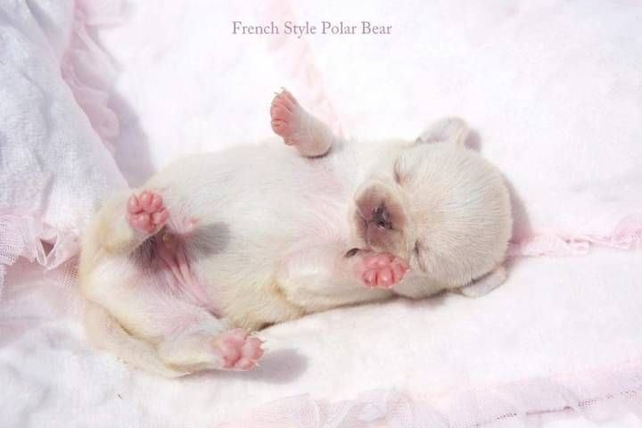 Polar bear French Style