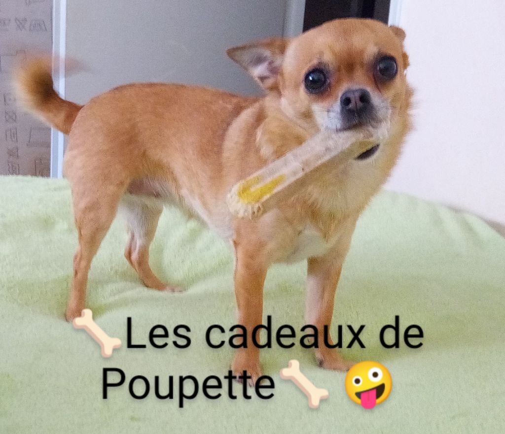 Poupette des petits diables de camargue