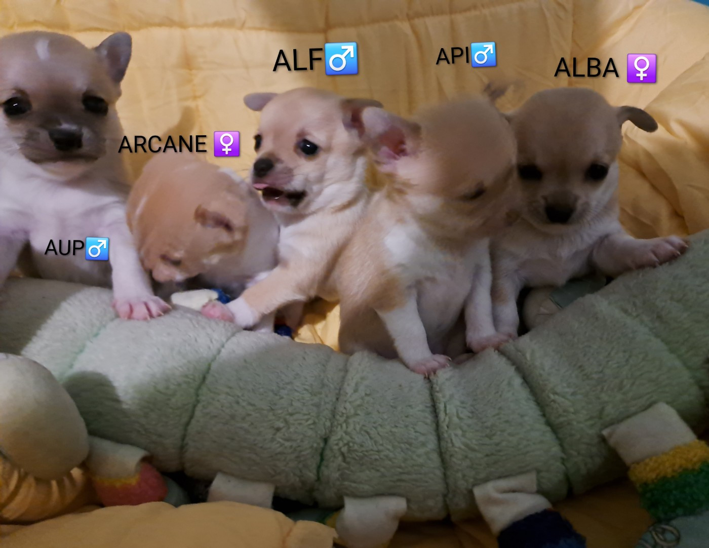 Des petits poils courts disponibles